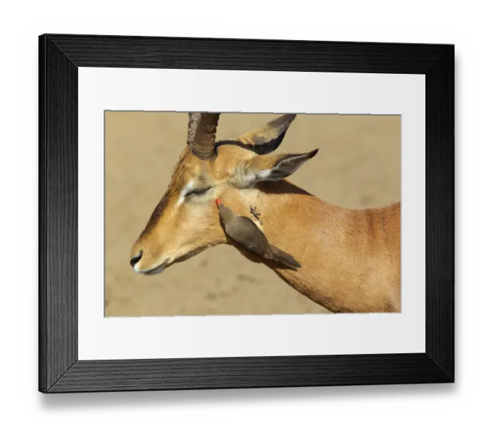 Framed Print : An Oxpecker near an Impalas eye, Isimangaliso, Kwazulu-Natal, South Africa Framed Print : An Oxpecker near an Impalas eye, Isimangaliso, Kwazulu-Natal, South Africa