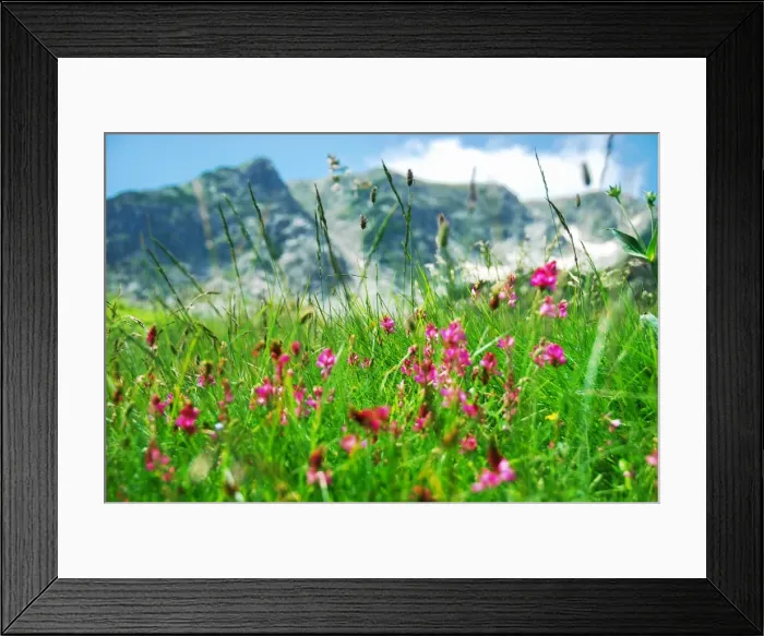 Framed Print : Mountain meadow with pink flowers Framed Print : Mountain meadow with pink flowers