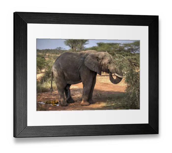 Framed Print : African Elephant in the Serengeti Park