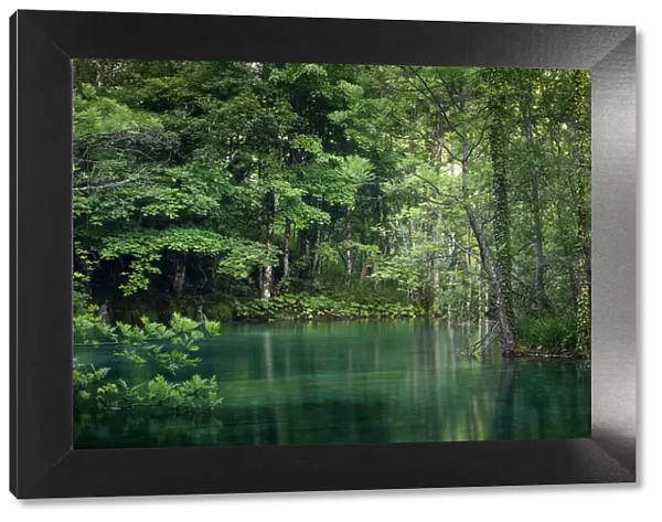 Forest lake, Plitvice Lakes National Park, UNESCO World Heritage Site, Croatia, Europe
