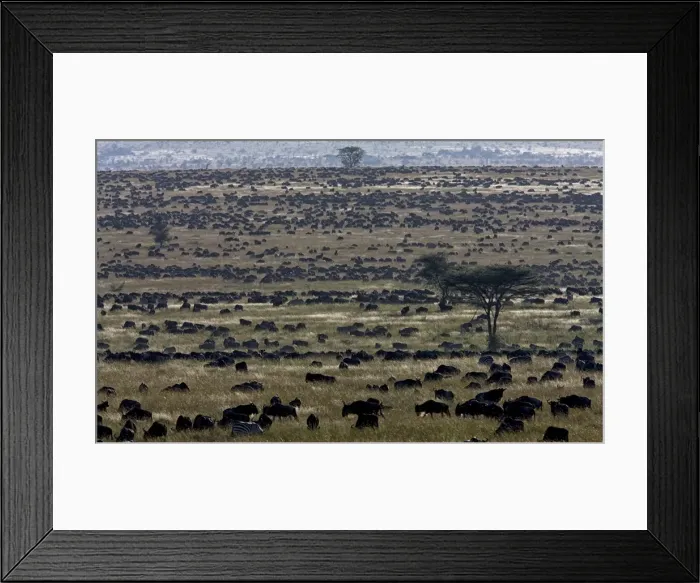 Framed Print : The great migration
