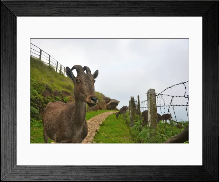 Framed Print : The Nilgiri Tahr Framed Print : The Nilgiri Tahr