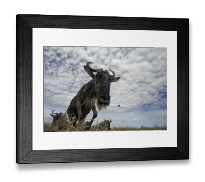 Framed Print : Jumping Wildebeest Framed Print : Jumping Wildebeest