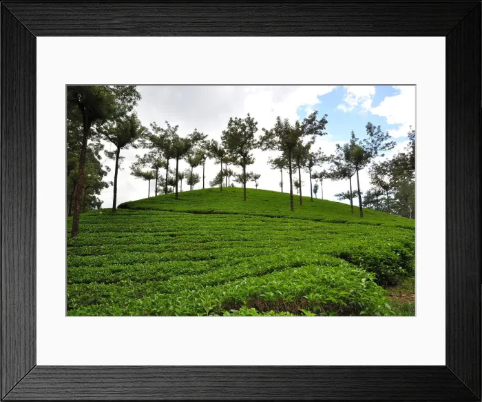 Framed Print : Munnar Tea Landscape Framed Print : Munnar Tea Landscape