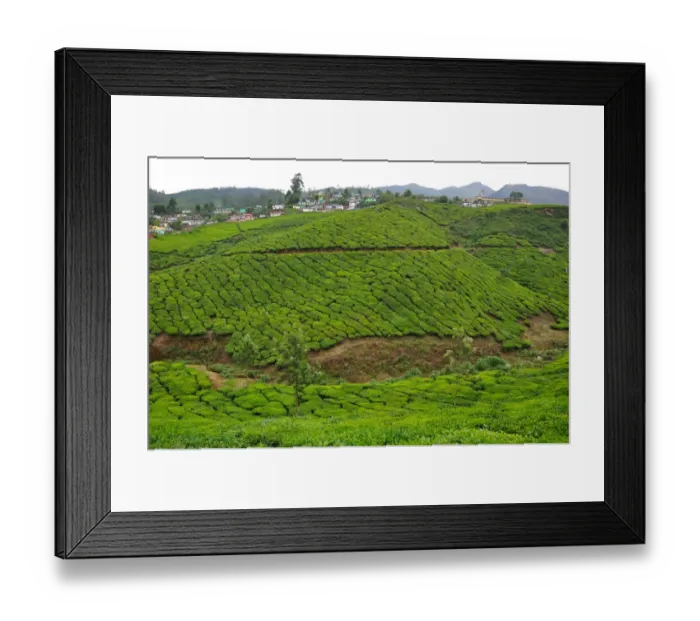 Framed Print : Munnar Landscape Framed Print : Munnar Landscape