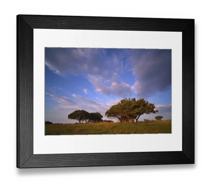 Framed Print : Low angle view of thorn trees in a grass field, iSimangaliso Wetland Park, Kwazulu-Natal, South Africa Framed Print : Low angle view of thorn trees in a grass field, iSimangaliso Wetland Park, Kwazulu-Natal, South Africa