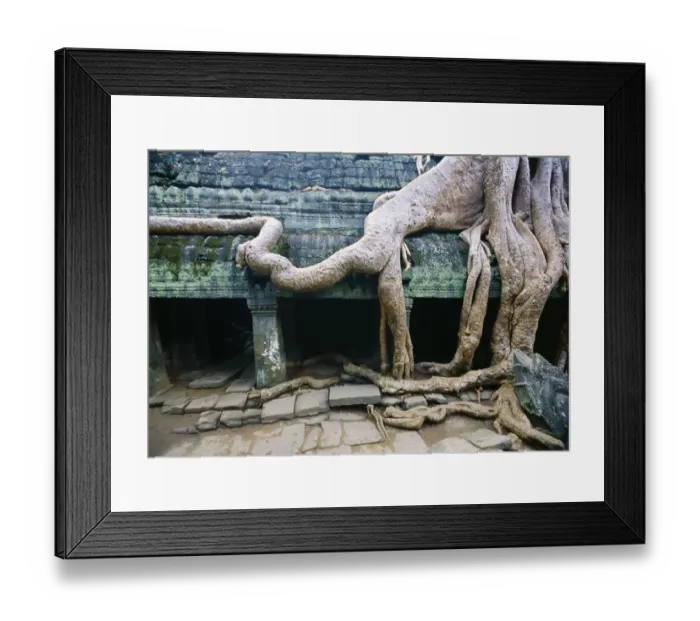 Framed Print : Frangipani tree roots wrapping an Angkor Wat wall Framed Print : Frangipani tree roots wrapping an Angkor Wat wall