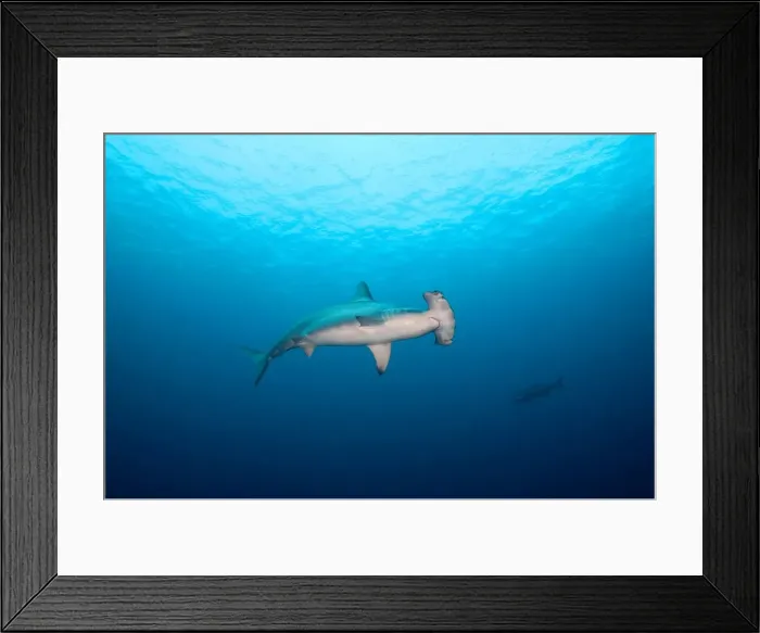 Framed Print : Scalloped Hammerhead Framed Print : Scalloped Hammerhead