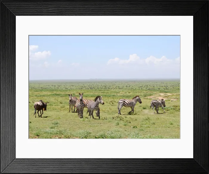 Framed Print : Zebras in the savana Framed Print : Zebras in the savana