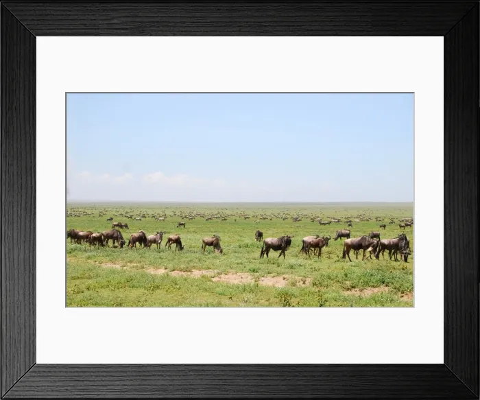 Framed Print : Gnus in the savana Framed Print : Gnus in the savana