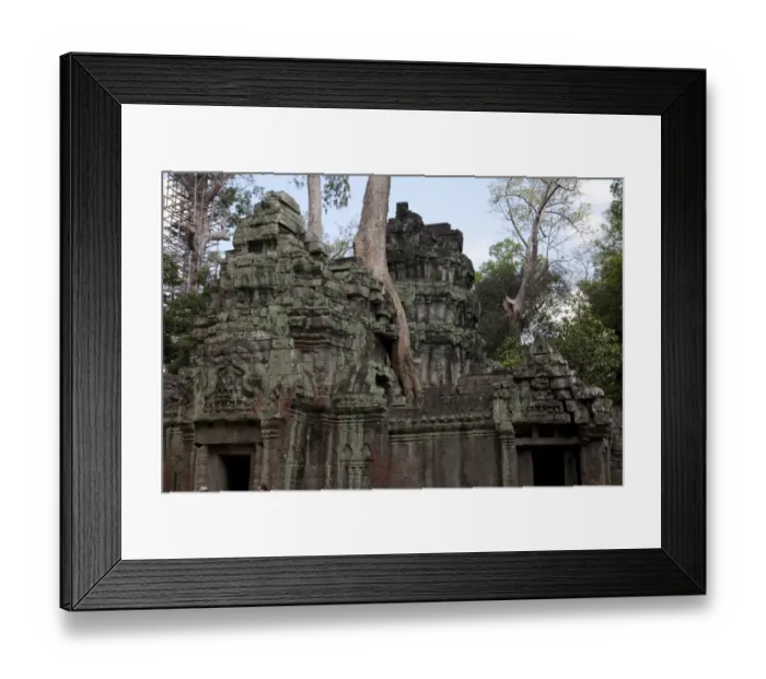 Framed Print : Overgrown Tree on Ta Prohm Ruins Framed Print : Overgrown Tree on Ta Prohm Ruins