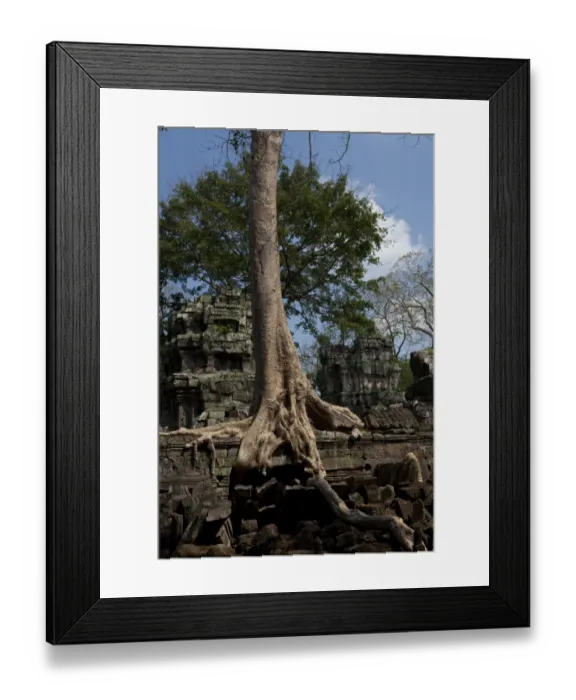 Framed Print : Ta Prohm Ruins with Overgrown Banyan Tree Framed Print : Ta Prohm Ruins with Overgrown Banyan Tree