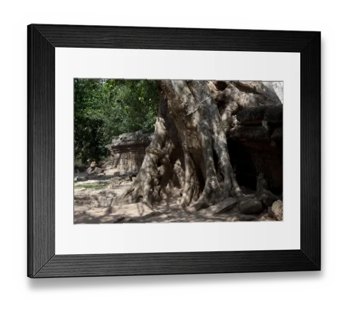 Framed Print : Banyan Tree Roots over Ruin Framed Print : Banyan Tree Roots over Ruin