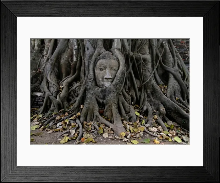 Framed Print : Statue of Buddhas head Framed Print : Statue of Buddhas head