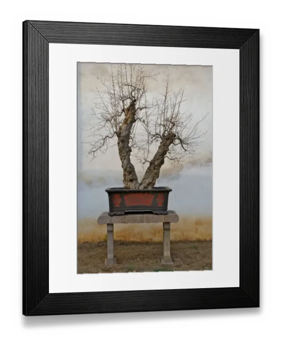 Framed Print : Winter bonsai Framed Print : Winter bonsai
