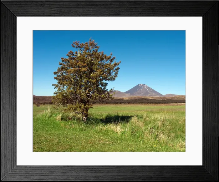 Framed Print : Tree and volcano in Tongariro Nation Park Framed Print : Tree and volcano in Tongariro Nation Park