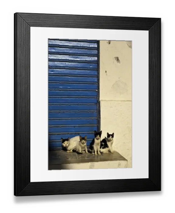Framed Print : Cats in the Medina Framed Print : Cats in the Medina