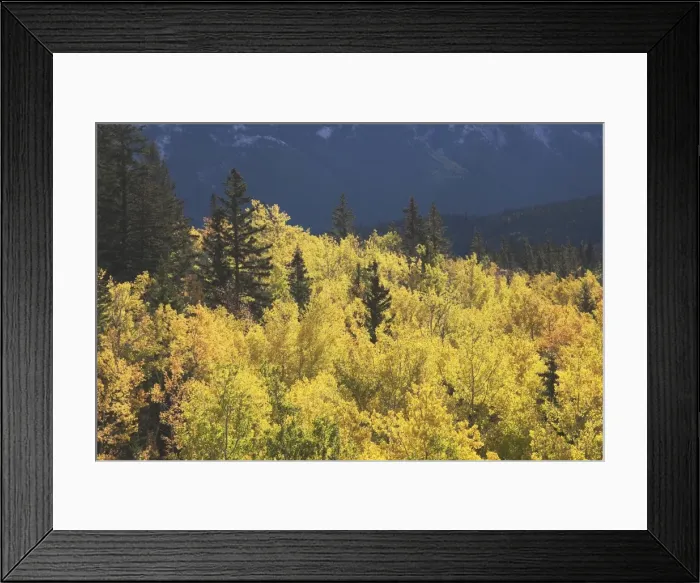 Framed Print : Treetops In Autumn, Banff National Park, Alberta, Canada Framed Print : Treetops In Autumn, Banff National Park, Alberta, Canada