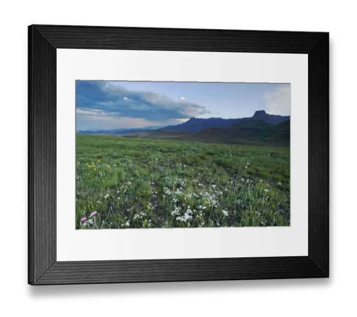 Framed Print : Late afternoon light on the Amphitheatre in the Drakensberg with plants in foreground, Free State Province, South Africa Framed Print : Late afternoon light on the Amphitheatre in the Drakensberg with plants in foreground, Free State Province, South Africa