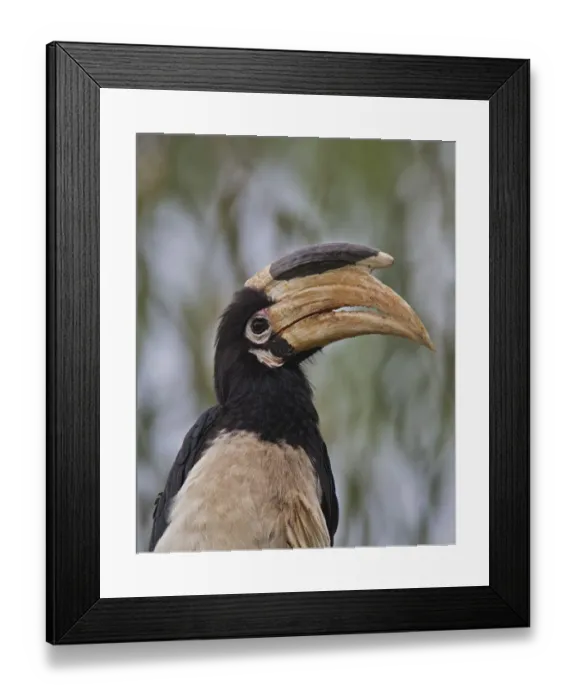 Framed Print : Malabar Pied Hornbill ~ Western Ghats, India Framed Print : Malabar Pied Hornbill ~ Western Ghats, India