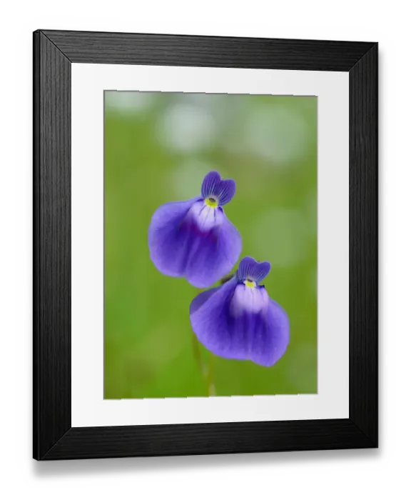 Framed Print : Utricularia