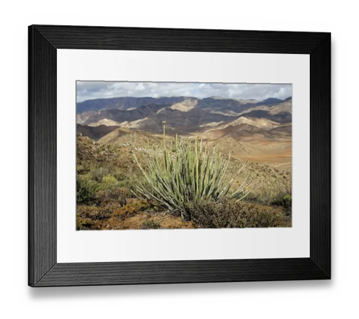 Framed Print : Dikboudmelkbos -Euphorbia dregeana- with seed heads in its habitat, Richtersveld Nationalpark, South Africa Framed Print : Dikboudmelkbos -Euphorbia dregeana- with seed heads in its habitat, Richtersveld Nationalpark, South Africa