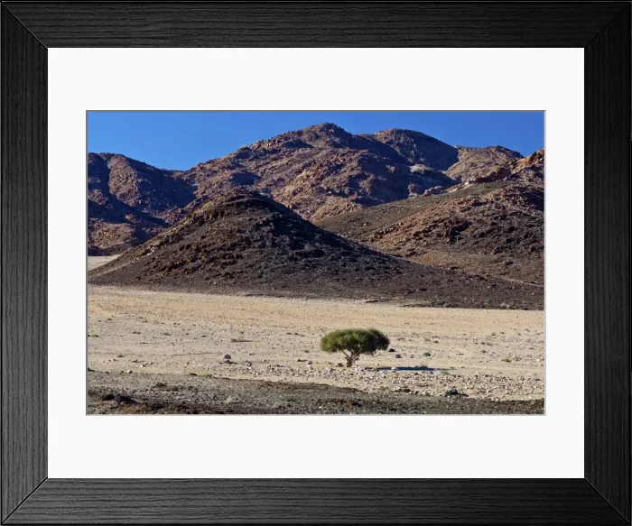 Framed Print : Shepherds tree -Boscia albitrunca- in a dry valley, Richtersveld Cultural and Botanical Landscape, ?Ai-?Ais Richtersveld Transfrontier Park, Northern Cape, South Africa