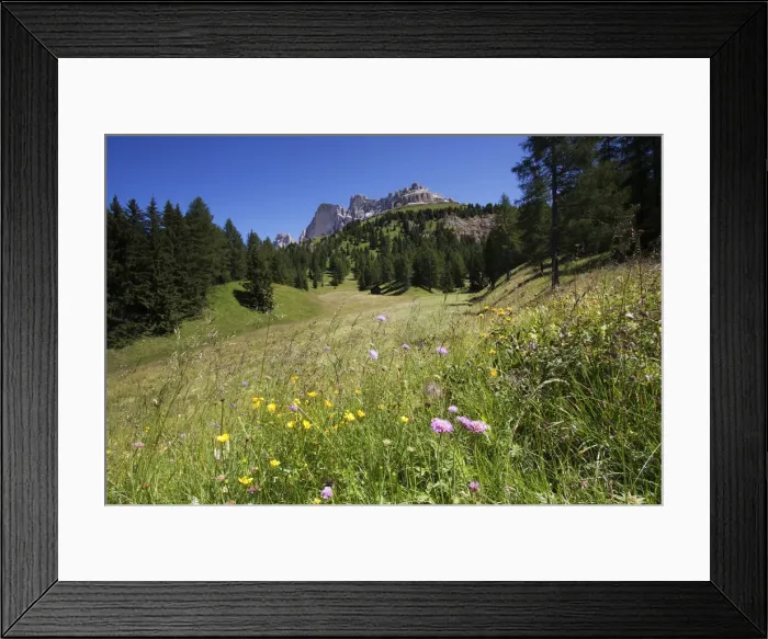 Framed Print : Flower meadow with a rose garden, Passo di Costalunga, South Tyrol, Italy, Europe Framed Print : Flower meadow with a rose garden, Passo di Costalunga, South Tyrol, Italy, Europe