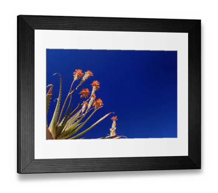 Framed Print : Aloe plant against a deep blue sky, Didima Camp, Drakensberg Ukhahlamba National Park, Kwazulu-Natal Framed Print : Aloe plant against a deep blue sky, Didima Camp, Drakensberg Ukhahlamba National Park, Kwazulu-Natal