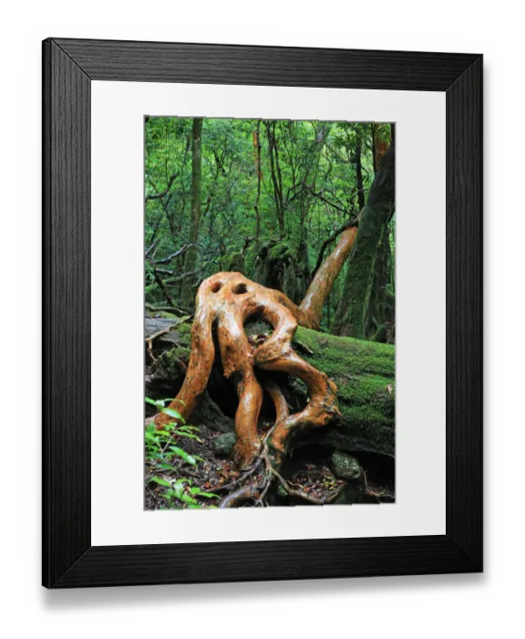 Framed Print : Tree living on dead moss covered stump Framed Print : Tree living on dead moss covered stump