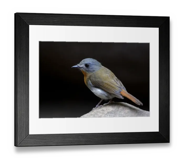 Framed Print : Cyornis pallipes Framed Print : Cyornis pallipes