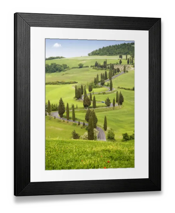 Framed Print : Cypress trees in Tuscany, Italy, Europe Framed Print : Cypress trees in Tuscany, Italy, Europe