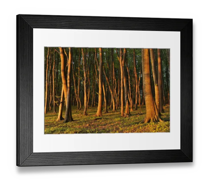 Framed Print : Beech -Fagus sylvatica- forest in the early morning light, UNESCO World Natural Heritage Site, Jasmund National Park, Rugen, Mecklenburg-Western Pomerania, Germany Framed Print : Beech -Fagus sylvatica- forest in the early morning light, UNESCO World Natural Heritage Site, Jasmund National Park, Rugen, Mecklenburg-Western Pomerania, Germany