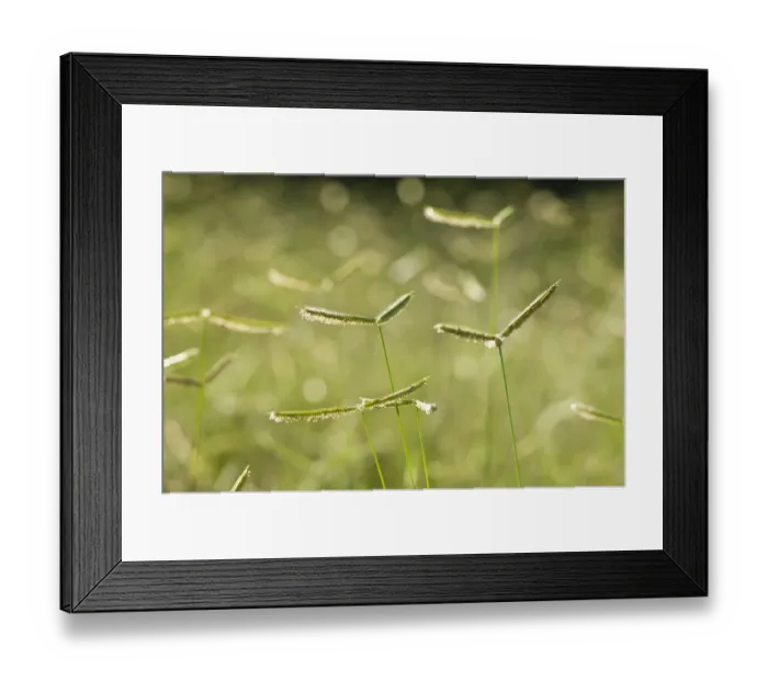 Framed Print : Backlit grasses, St Lucia, KwaZulu-Natal, South Africa Framed Print : Backlit grasses, St Lucia, KwaZulu-Natal, South Africa