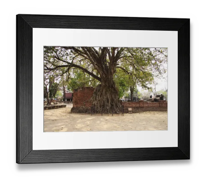 Framed Print : Tree with Buddha Head in Its Roots at Ayutthaya Wat Mahathat Framed Print : Tree with Buddha Head in Its Roots at Ayutthaya Wat Mahathat