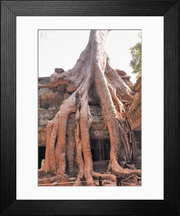 Framed Print : Ta Phrom Temple and its Gigantic Trees and Roots