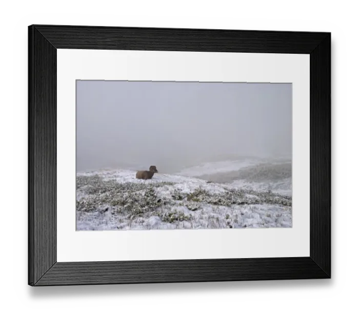 Framed Print : Bighorn Sheep (Ovis canadensis) Framed Print : Bighorn Sheep (Ovis canadensis)