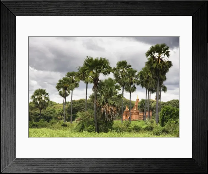 Framed Print : Pagoda among palm trees