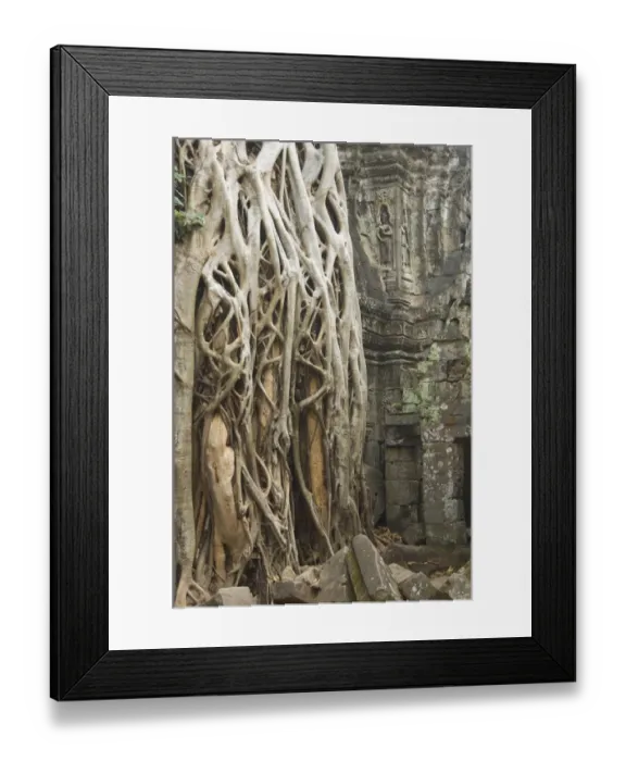 Framed Print : Kapok tree, Ta Som Temple, Angkor, Siem Reap Framed Print : Kapok tree, Ta Som Temple, Angkor, Siem Reap