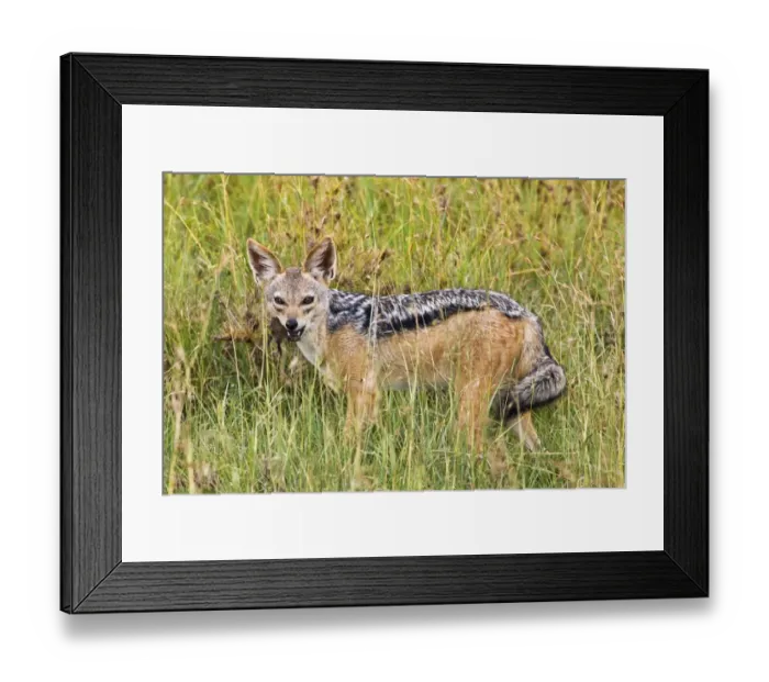 Framed Print : One Black-backed Jackal in the Serengeti National Park, Tanzania, Africa Framed Print : One Black-backed Jackal in the Serengeti National Park, Tanzania, Africa