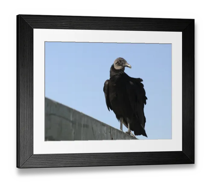 Framed Print : Black vulture, Coragyps atratus. Everglades National Park, Florida, USA. UNESCO World Heritage Site (Biosphere Reserve) Framed Print : Black vulture, Coragyps atratus. Everglades National Park, Florida, USA. UNESCO World Heritage Site (Biosphere Reserve)