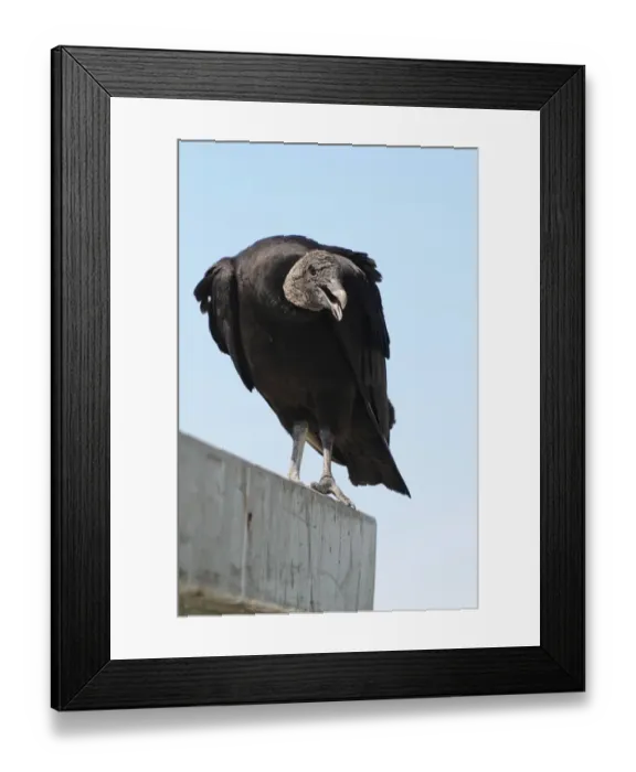 Framed Print : Threatening black vulture, Coragyps atratus. Everglades National Park, Florida, USA. UNESCO World Heritage Site (Biosphere Reserve)