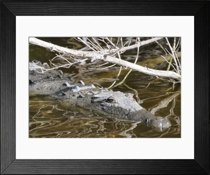 Framed Print : American crocodile, Crocodylus acutus, hiding among mangroves. Everglades National Park, Florida, USA. UNESCO World Heritage Site (Biosphere Reserve) Framed Print : American crocodile, Crocodylus acutus, hiding among mangroves. Everglades National Park, Florida, USA. UNESCO World Heritage Site (Biosphere Reserve)