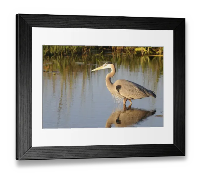 Framed Print : Great blue heron, Ardea herodias, stalking prey. Everglades National Park, Florida, USA. UNESCO World Heritage Site (Biosphere Reserve) Framed Print : Great blue heron, Ardea herodias, stalking prey. Everglades National Park, Florida, USA. UNESCO World Heritage Site (Biosphere Reserve)