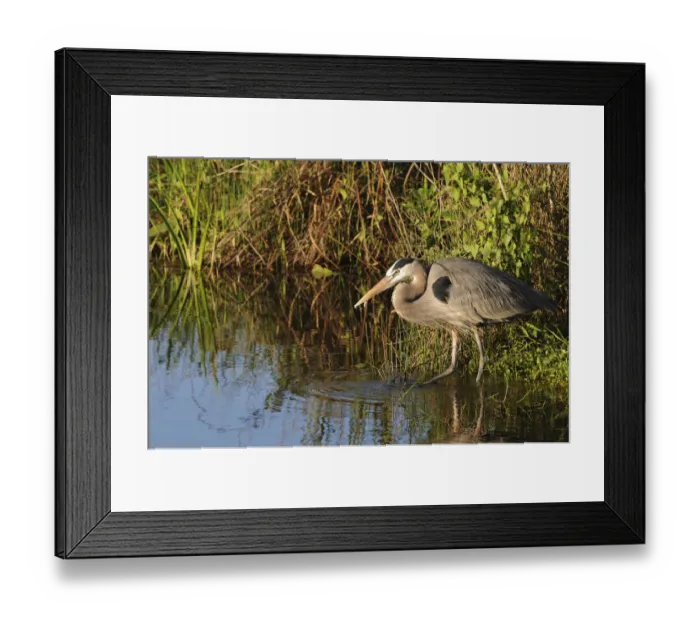 Framed Print : Great blue heron, Ardea herodias, stalking prey. Everglades National Park, Florida, USA. UNESCO World Heritage Site (Biosphere Reserve) Framed Print : Great blue heron, Ardea herodias, stalking prey. Everglades National Park, Florida, USA. UNESCO World Heritage Site (Biosphere Reserve)