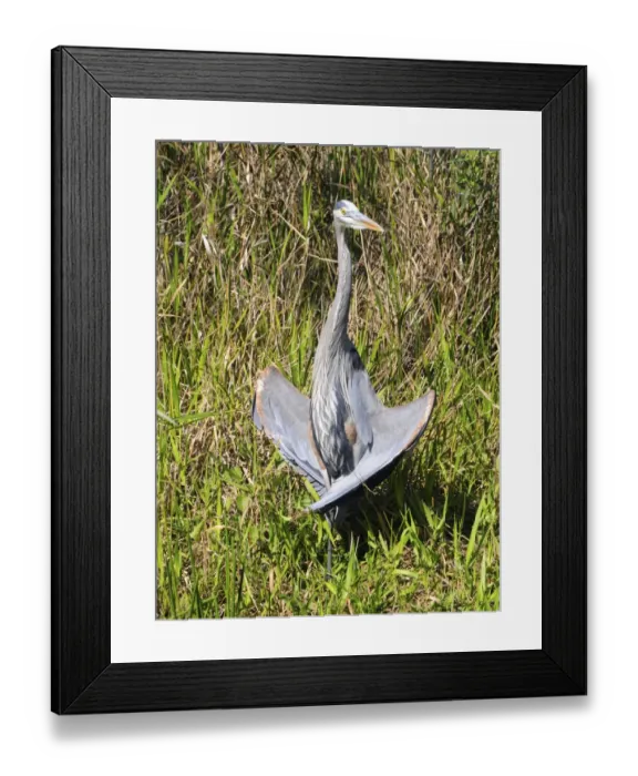 Framed Print : Great blue heron, Ardea herodias, thermoregulating. Everglades National Park, Florida, USA. UNESCO World Heritage Site (Biosphere Reserve) Framed Print : Great blue heron, Ardea herodias, thermoregulating. Everglades National Park, Florida, USA. UNESCO World Heritage Site (Biosphere Reserve)