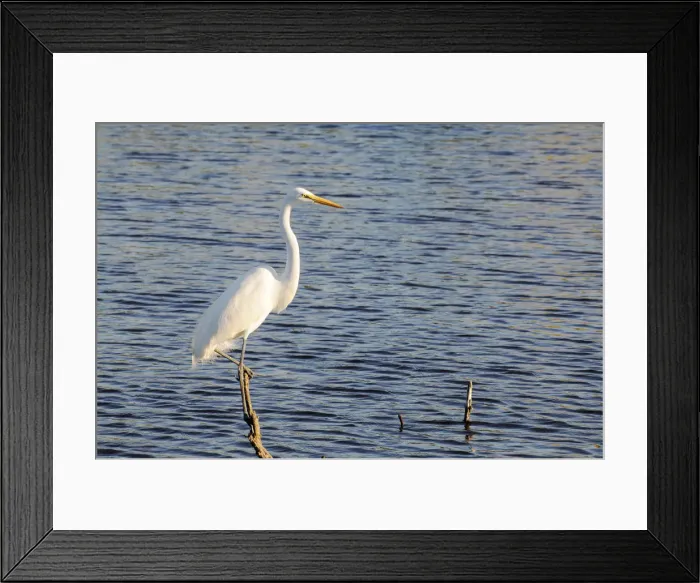 Framed Print : Great white egret, Ardea alba, perched on dead tree. Everglades National Park, Florida, USA. UNESCO World Heritage Site (Biosphere Reserve) Framed Print : Great white egret, Ardea alba, perched on dead tree. Everglades National Park, Florida, USA. UNESCO World Heritage Site (Biosphere Reserve)