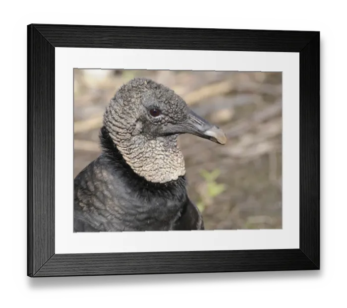 Framed Print : Close up of head of black vulture, Coragyps atratus. Everglades National Park, Florida, USA. UNESCO World Heritage Site (Biosphere Reserve) Framed Print : Close up of head of black vulture, Coragyps atratus. Everglades National Park, Florida, USA. UNESCO World Heritage Site (Biosphere Reserve)