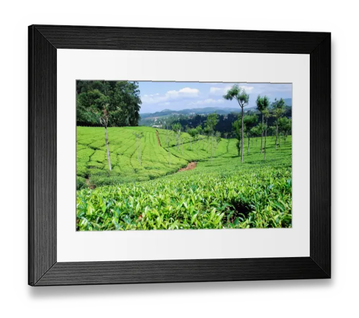 Framed Print : Tea plantations near Coonoor Framed Print : Tea plantations near Coonoor