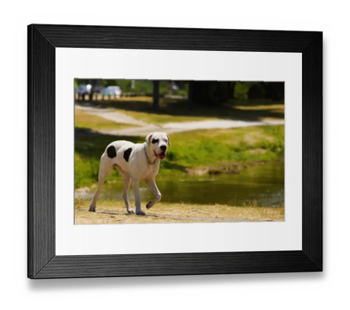 Framed Print : Dog walking at a lakeside, Bordeaux Lake, Bordeaux, Aquitaine, France Framed Print : Dog walking at a lakeside, Bordeaux Lake, Bordeaux, Aquitaine, France